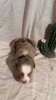 Wrangler , a male Toy Australian Shepherd for sale in South Milford, IN – 8 of 10
