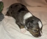 Hank, a male Toy Australian Shepherd for sale in South Milford, IN – 5 of 10
