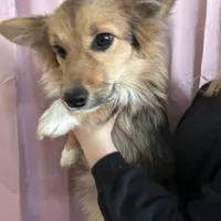 Lucy, a female Pembroke Welsh Corgi for sale in Fort Wayne, IN – 3 of 3