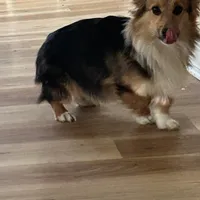 Lucy, a female Pembroke Welsh Corgi for sale in Fort Wayne, IN – 2 of 3