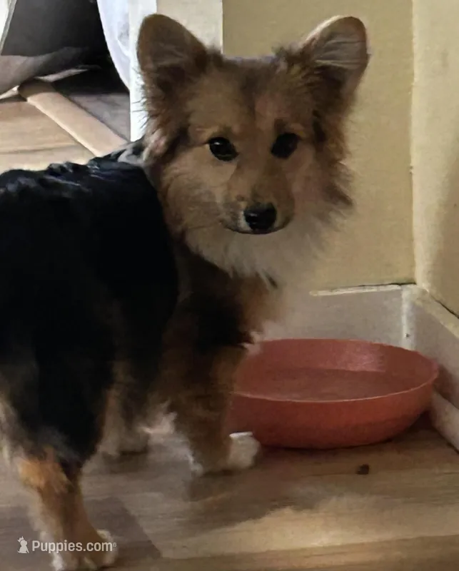 Lucy – Pembroke Welsh Corgi puppy for sale in Fort Wayne, IN