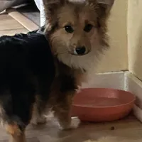 Lucy, a female Pembroke Welsh Corgi for sale in Fort Wayne, IN – 1 of 3