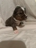 Hank, a male Toy Australian Shepherd for sale in South Milford, IN – 8 of 10