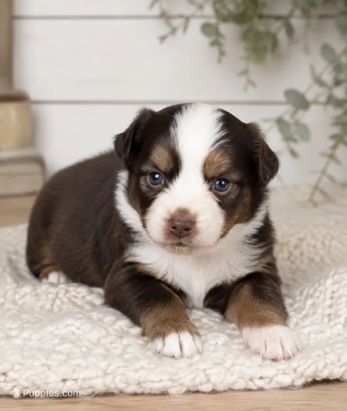 Lucy – Toy Australian Shepherd puppy for sale in South Milford, IN