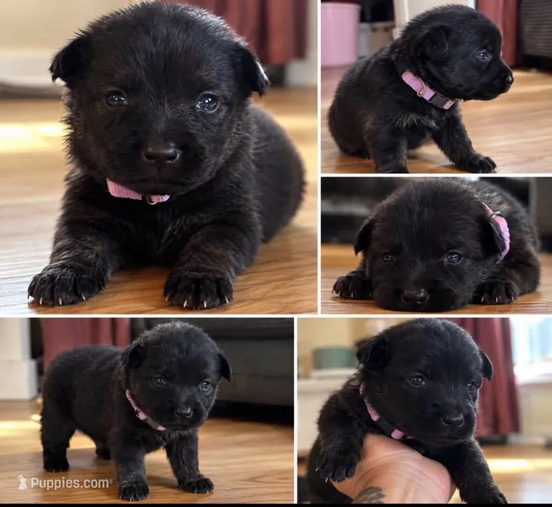 Light purple ( Runt) – German Shepherd Dog puppy for sale in South Milford, IN