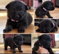 Light purple ( Runt), a female German Shepherd Dog for sale in South Milford, IN – 1 of 3