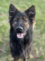 Dark blue, a male German Shepherd Dog for sale in South Milford, IN – 4 of 10