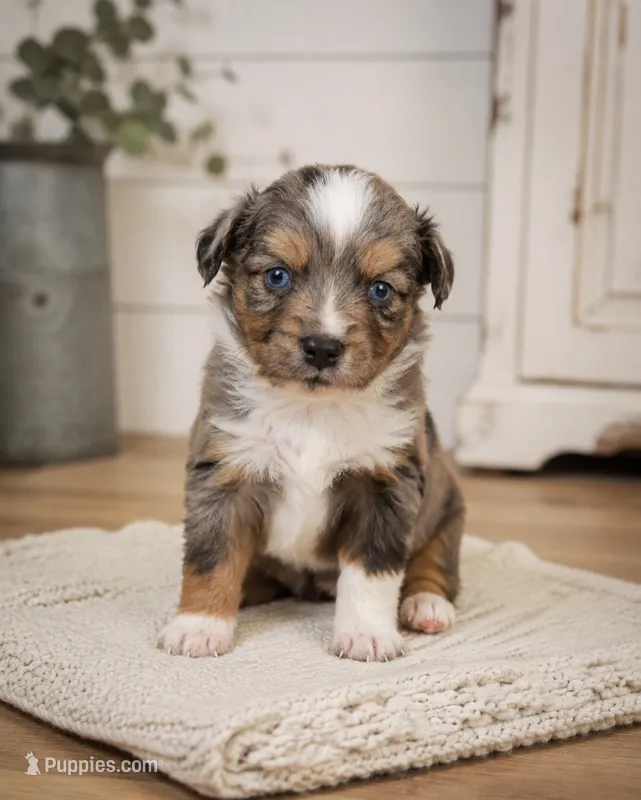 Hank – Toy Australian Shepherd puppy for sale in South Milford, IN