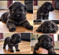 Dark purple, a female German Shepherd Dog for sale in South Milford, IN – 1 of 1
