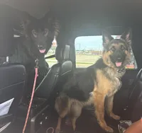Dark blue, a male German Shepherd Dog for sale in South Milford, IN – 3 of 10