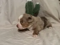 Wrangler , a male Toy Australian Shepherd for sale in South Milford, IN – 6 of 10