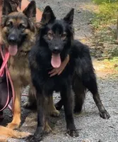 Coral pink , a female German Shepherd Dog for sale in South Milford, IN – 2 of 3