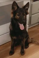 Dark blue, a male German Shepherd Dog for sale in South Milford, IN – 5 of 10