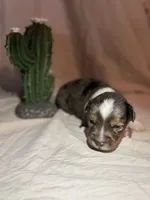 Hank, a male Toy Australian Shepherd for sale in South Milford, IN – 10 of 10
