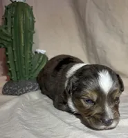 Hank, a male Toy Australian Shepherd for sale in South Milford, IN – 3 of 10