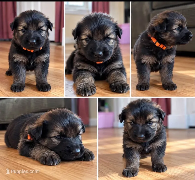 Orange  – German Shepherd Dog puppy for sale in South Milford, IN