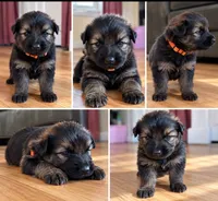 Orange , a male German Shepherd Dog for sale in South Milford, IN – 1 of 10