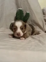 Wrangler , a male Toy Australian Shepherd for sale in South Milford, IN – 3 of 10