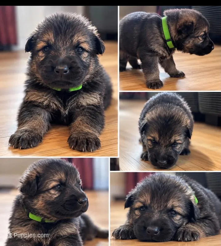 Green – German Shepherd Dog puppy for sale in South Milford, IN