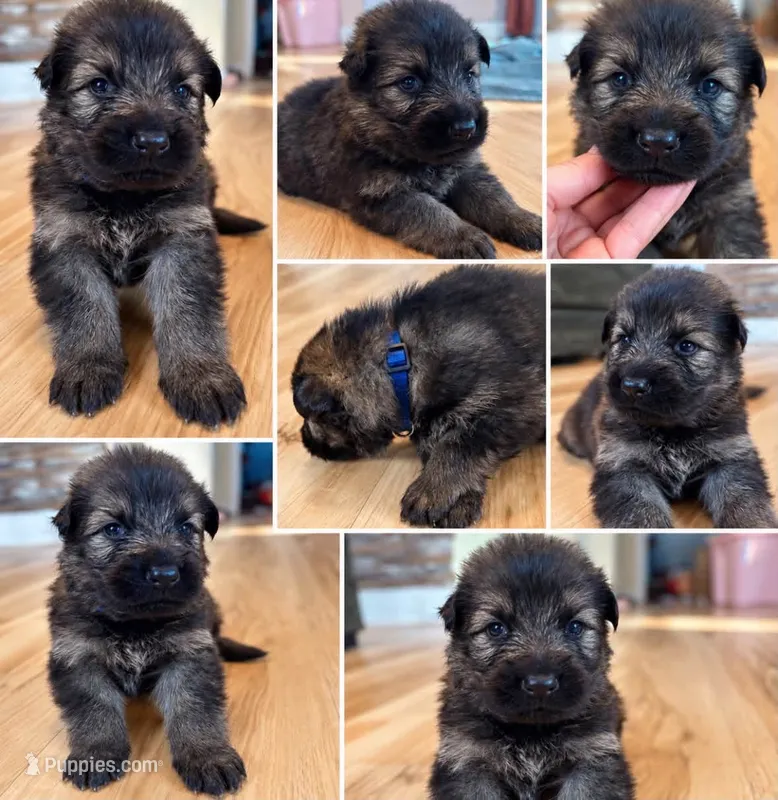 Dark blue – German Shepherd Dog puppy for sale in South Milford, IN