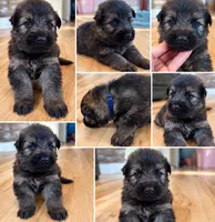 Dark blue, a male German Shepherd Dog for sale in South Milford, IN – 1 of 10