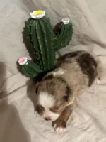 Wrangler , a male Toy Australian Shepherd for sale in South Milford, IN – 5 of 10
