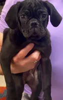 Riley, a male Pug for sale in Hutto, TX – 2 of 2