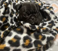 processed/f7686727-efe6-4897-af09-9cd39ef6531f/listing/43b5b919-bdad-43e9-b12c-499eb89a19ca/ad6af7fa-ef6c-497c-b835-bb56e57b3306