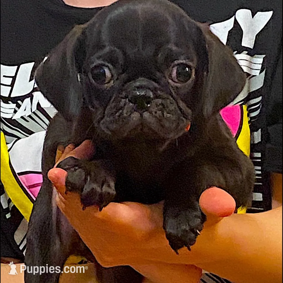 Tigerlily  – Pug puppy for sale in Hutto, TX