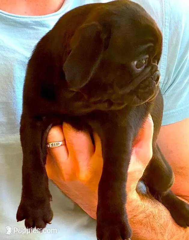 Layla – Pug puppy for sale in Hutto, TX