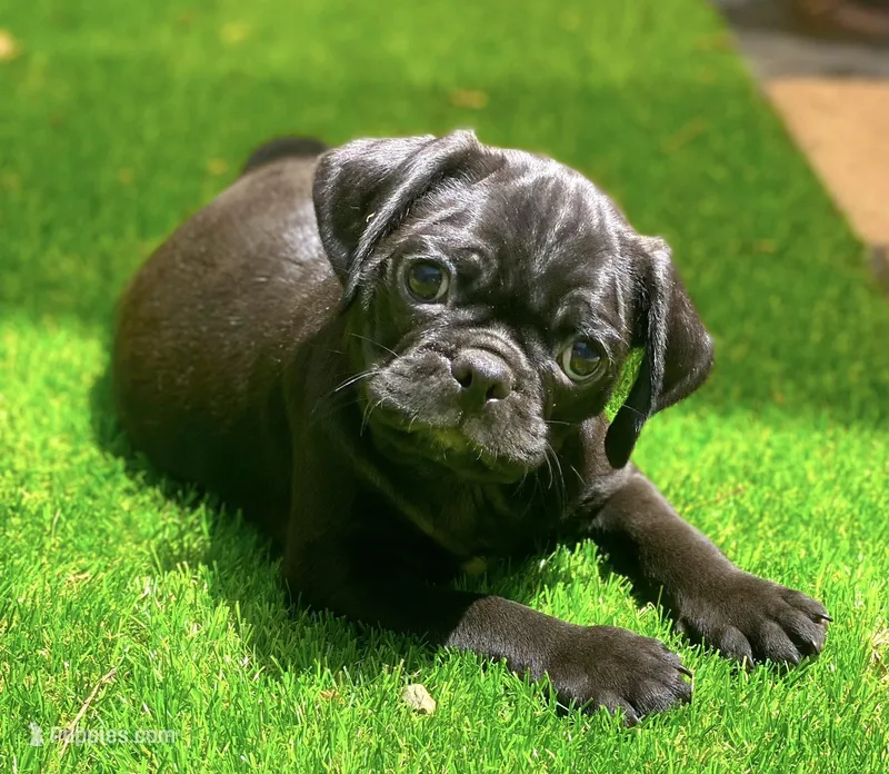 Oliver  – Pug puppy for sale in Hutto, TX