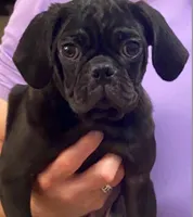 Riley, a male Pug for sale in Hutto, TX – 1 of 2