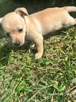 Navi, a female Chiweenie for sale in Dade City, FL – 1 of 5