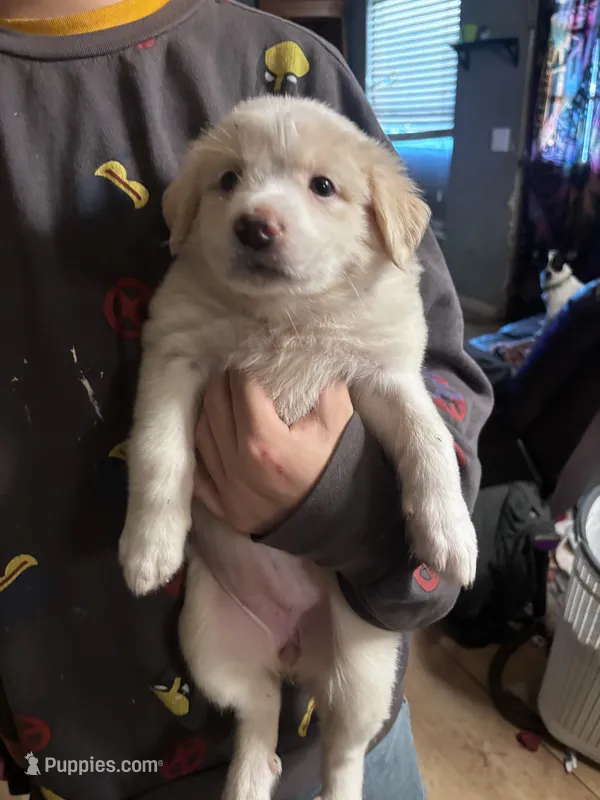 Maddie – Great Pyrenees puppy for sale in Dade City, FL