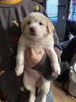 Maddie, a female Great Pyrenees for sale in Dade City, FL – 1 of 8
