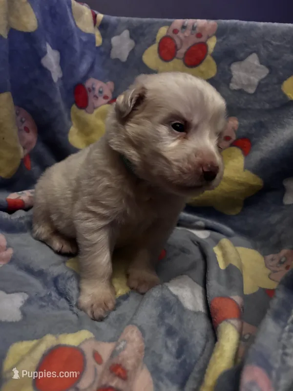 Shigure – Great Pyrenees puppy for sale in Dade City, FL