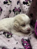 Maddie, a female Great Pyrenees for sale in Dade City, FL – 3 of 5