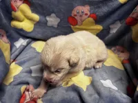Vanilla, a male Great Pyrenees for sale in Dade City, FL – 5 of 6