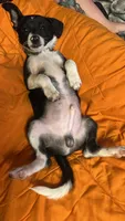 Link, a male Pomchi for sale in Dade City, FL – 3 of 7