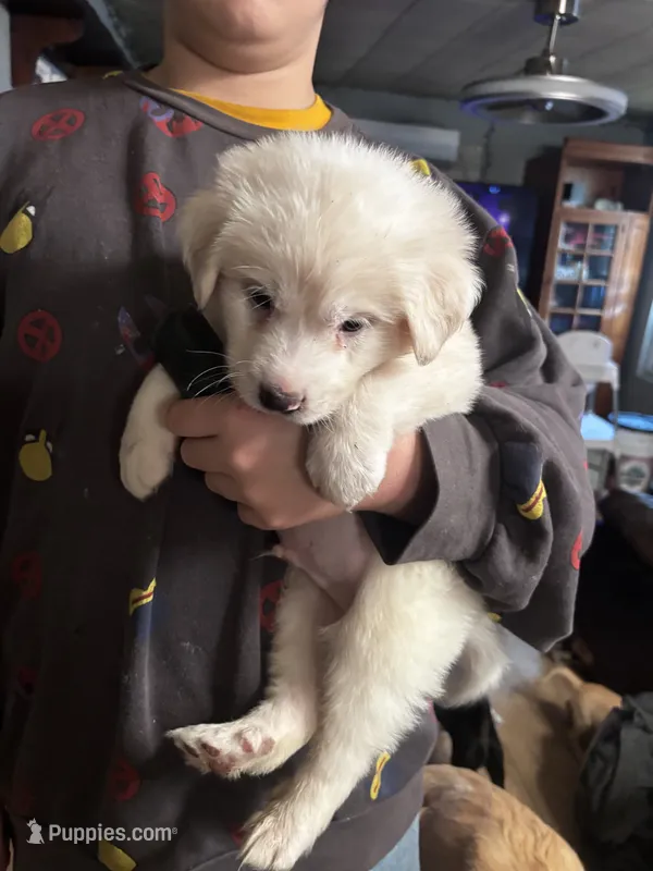Chewy – Great Pyrenees puppy for sale in Dade City, FL