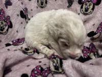 Aurora, a female Great Pyrenees for sale in Dade City, FL – 4 of 5