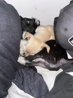 Navi, a female Chiweenie for sale in Dade City, FL – 3 of 5