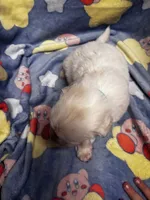 Shigure, a male Great Pyrenees for sale in Dade City, FL – 6 of 6