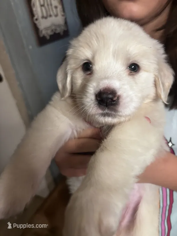 Aurora – Great Pyrenees, Golden Retriever puppy for sale in Dade City, FL