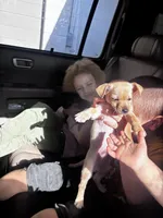 Navi, a female Chiweenie for sale in Dade City, FL – 4 of 5