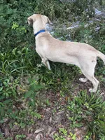 Odin, a male Australian Shepherd and Labrador Retriever for sale in Dade City, FL – 4 of 4