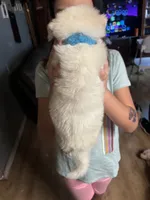 Lane, a male Great Pyrenees for sale in Dade City, FL – 4 of 9