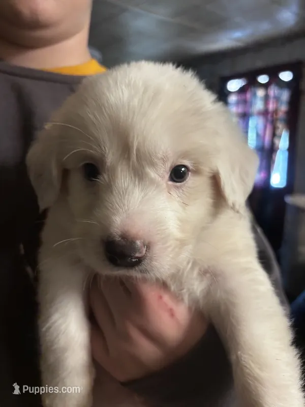 Snowball – Great Pyrenees, Golden Retriever puppy for sale in Dade City, FL