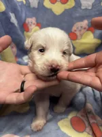 Shigure, a male Great Pyrenees for sale in Dade City, FL – 5 of 6