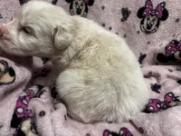 Aurora, a female Great Pyrenees for sale in Dade City, FL – 5 of 5